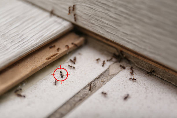 Best Mosquito Control Services  in Deerfield, WI